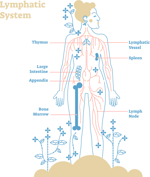 Illustrated diagram of the human lymphatic system highlighting key components like lymph nodes, spleen, thymus, and lymphatic vessels